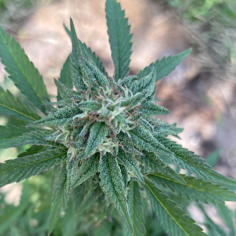 adriennabluntly OnlyFans - Free Access to 32 Videos & 139 Photos Onlyfans Free Access