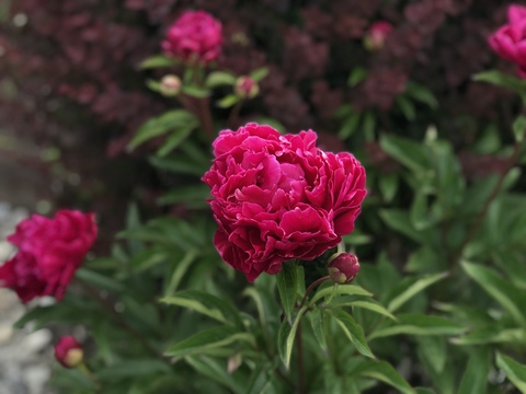 ambitious OnlyFans - Free Access to 32 Videos & 49 Photos Onlyfans Free Access