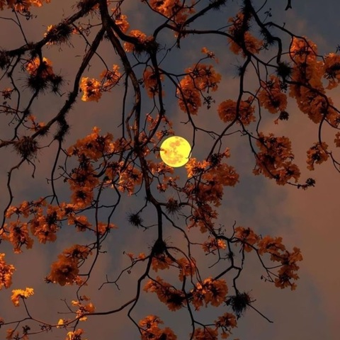 anangelwithdevilhorns OnlyFans - Free Access to 32 Videos & 49 Photos Onlyfans Free Access