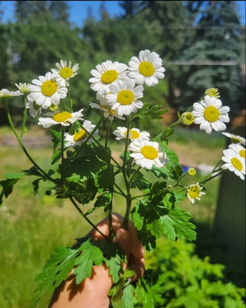 angeldina OnlyFans - Free Access to 32 Videos & 49 Photos Onlyfans Free Access