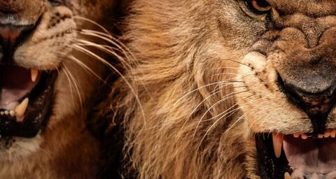 brittanyc OnlyFans - Free Access to 32 Videos & 49 Photos Onlyfans Free Access