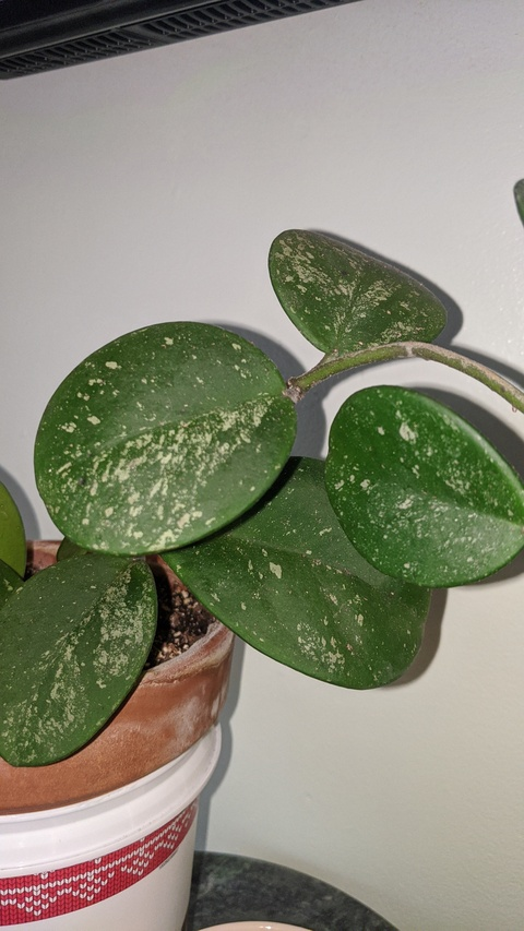 kayelle OnlyFans - Free Access to 32 Videos & 166 Photos Onlyfans Free Access