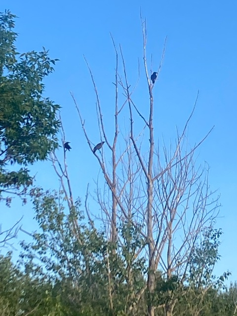 ratcaspie OnlyFans - Free Access to 49 Videos & 180 Photos Onlyfans Free Access