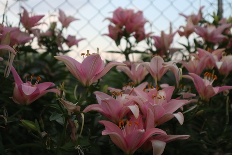 stella5392love OnlyFans - Free Access to 32 Videos & 49 Photos Onlyfans Free Access