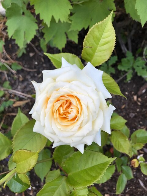 tomskaya OnlyFans - Free Access to 32 Videos & 49 Photos Onlyfans Free Access